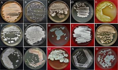 Phylogenetic affiliation of endophytic actinobacteria associated with selected orchid species and their role in growth promotion and suppression of phytopathogens